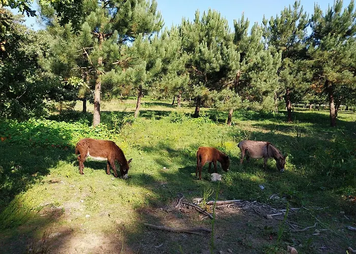 公寓 Piso Duplex - Isla De La Toja *